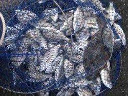 六本裏カセのチヌ、寒くなると大物が顔を見せてくれます♪