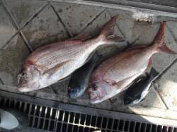 有田エリアの磯、60cmオーバーの真鯛をフ…