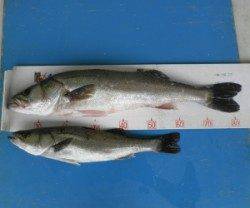 高浜の地磯でシーバス83cmと60cm、早朝にヒット！