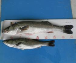 高浜の地磯でシーバス83cmと60cm、早…