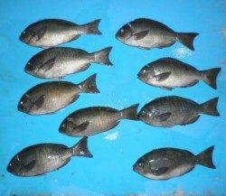 グレ32.8cmを頭に9匹の釣果☆ in 音海磯