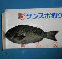 グレ32.8cmを頭に9匹の釣果☆ in 音海磯