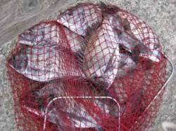 六本裏カセ　今日はチヌの喰いイマイチ