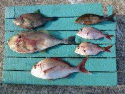 神谷　カゴ釣りでマダイ、ウスバ、イサギなどの釣果