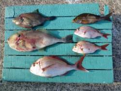 神谷　カゴ釣りでマダイ、ウスバ、イサギなど…