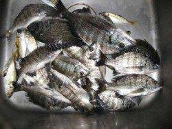 【24日】天気良し！六本裏カセで筏チヌ