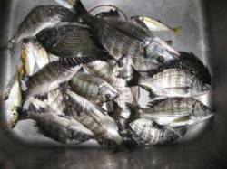 【24日】天気良し！六本裏カセで筏チヌ