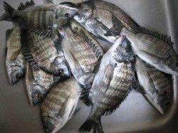 【24日】天気良し！六本裏カセで筏チヌ