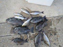 萩尾の磯に渡ってグレにイサギ　〜フカセ釣りでの釣果〜