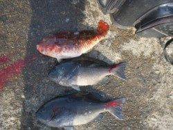 萩尾の磯に渡ってグレにイサギ　〜フカセ釣りでの釣果〜