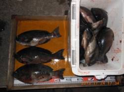 新温泉エリアの磯で40cmオーバーのグレ3…