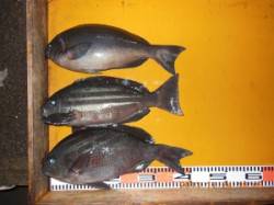 フカセでグレが好調でした♪