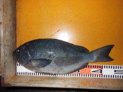 フカセでグレが好調でした♪