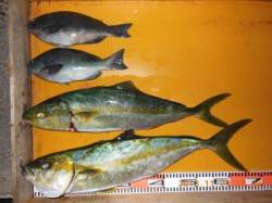 カゴ釣りでヒラマサあがっています！