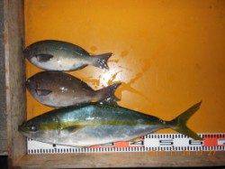 カゴ釣りでヒラマサあがっています！