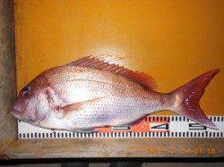 立島でカゴ釣り、マダイ54cm　大型マダイのバラシも…