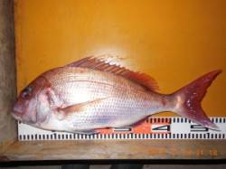 立島でカゴ釣り、マダイ54cm　大型マダイ…