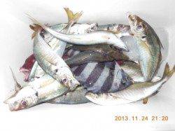 マアジ20匹他、茶釜でのフカセ釣り釣果