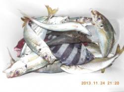 マアジ20匹他、茶釜でのフカセ釣り釣果