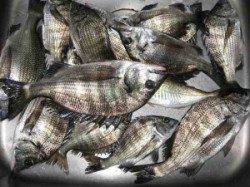 六本裏カセ　中型チヌの釣果