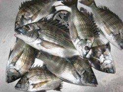 六本裏カセ　中型チヌの釣果