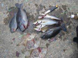 双子の親でイサギにグレ釣れてます(#^.^#) 他、磯でのフカセ釣果