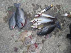 双子の親でイサギにグレ釣れてます(#^.^…