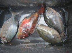 双子の親でイサギにグレ釣れてます(#^.^#) 他、磯でのフカセ釣果