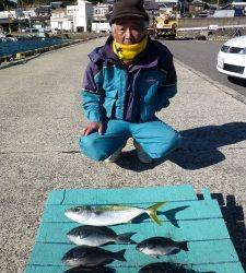 神谷一文字　かご釣りでグレ＆ハマチの釣果