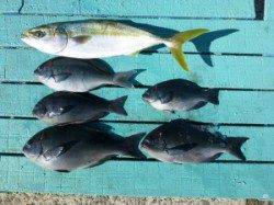 神谷一文字　かご釣りでグレ＆ハマチの釣果