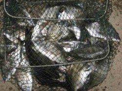 六本裏カセ 　チヌ〜31cmの釣果