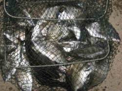 六本裏カセ 　チヌ〜31cmの釣果