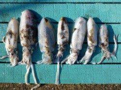 神谷漁港　ヤエン＆エギングでのアオリイカ釣果