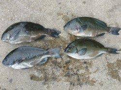 湯浅の磯、フカセ釣りでグレの釣果☆