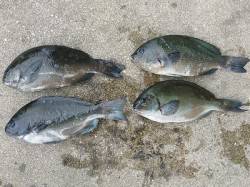 湯浅の磯、フカセ釣りでグレの釣果☆