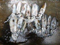 ヤエンとエギング、二人でアオリ14杯♪ 最大800g！