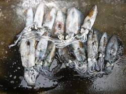 ヤエンとエギング、二人でアオリ14杯♪ 最…