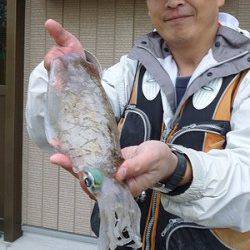 イカのウキ釣りでアオリ5杯ＧＥＴ！