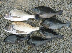 紀州釣りでチヌ・グレの釣果