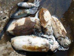 湯浅の磯でエギング！ゴールド系に反応ヨシ