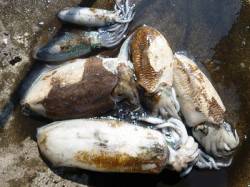 湯浅の磯でエギング！ゴールド系に反応ヨシ