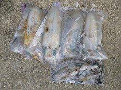アオリイカ大漁です！湯浅エギング釣果