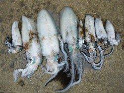 アオリイカ大漁です！湯浅エギング釣果