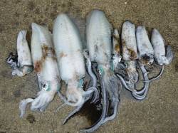 アオリイカ大漁です！湯浅エギング釣果