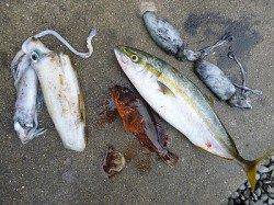 湯浅でルアーゲーム　エギでアオリ、ジグでハマチ！