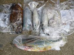 湯浅の磯、エギングでの釣果もあります！