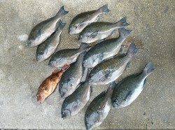 フカセで32cmまでのグレをＧＥＴ！ 〜湯浅の磯〜