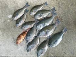 フカセで32cmまでのグレをＧＥＴ！ 〜湯…