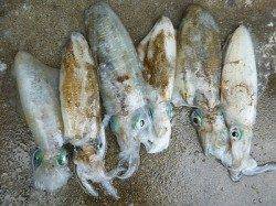 湯浅エリアの磯でヤエン、アオリの釣果