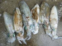 湯浅エリアの磯でヤエン、アオリの釣果